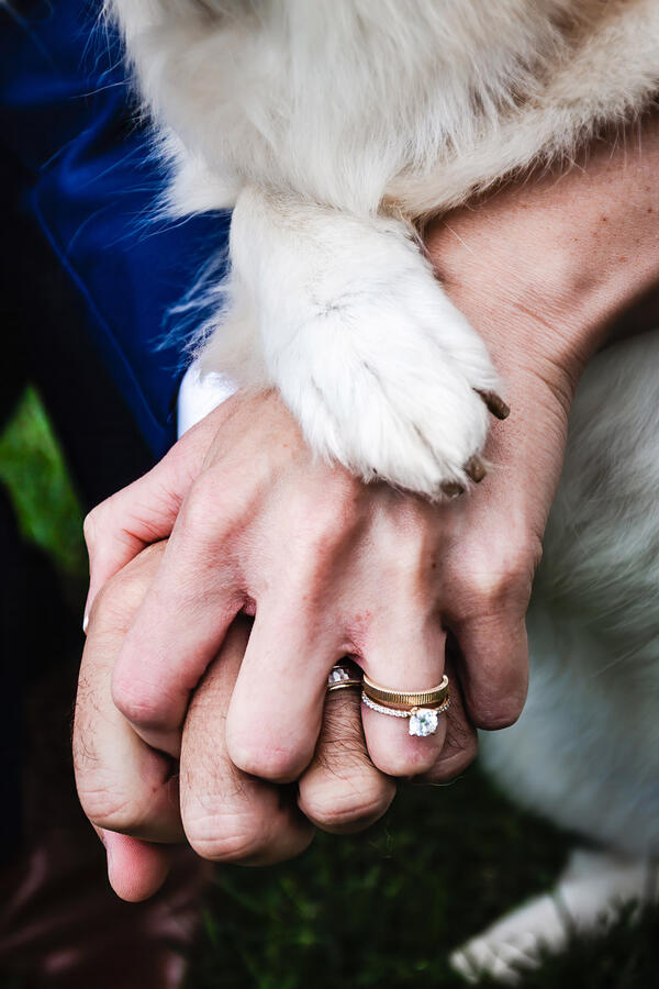 Untitled Groom and bride holding hands, with dog's paws resting on top